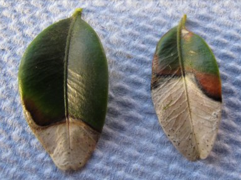 Macrophona leaf spot on box leaves