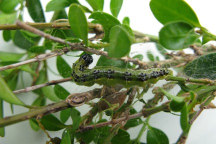 Box tree moth caterpillar. Credit: RHS/Andrew Halstead