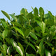 Ilex Plant (10L) for Topiary Frames