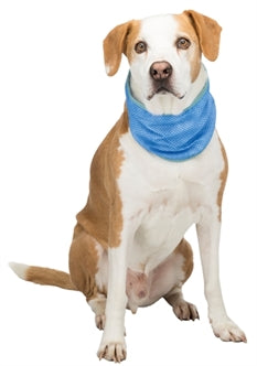 Je hond afkoelen in de zomer – honden bandana