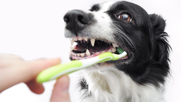 Hoe verzorg ik het gebit van mijn hond