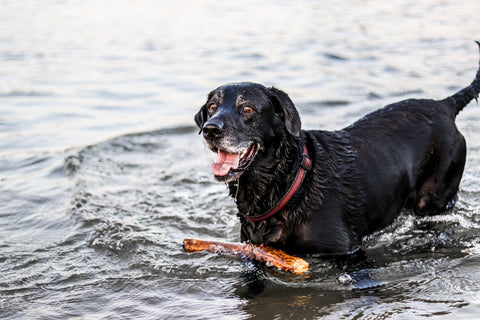 Review: Het complete handboek voor een gezonde gelukkige en gehoorzame labrador