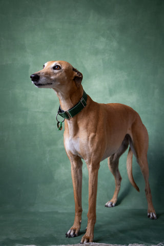 Mea the greyhound by Amanda Billing photographer Auckland New Zealand