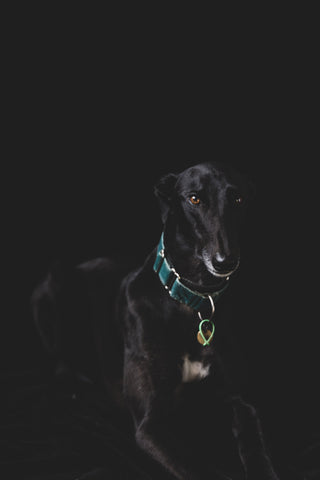 Robbie the grey hound by Amanda Billing photographer Auckland New Zealand