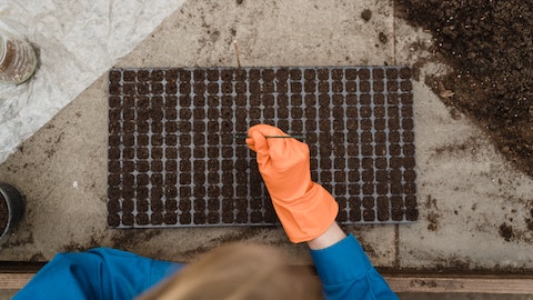 Filling peat plugs with seeds. Photo taken by Ima Miroshnichenko for a commercial free use via Pexels.