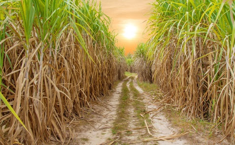 Sugarcane Plantation