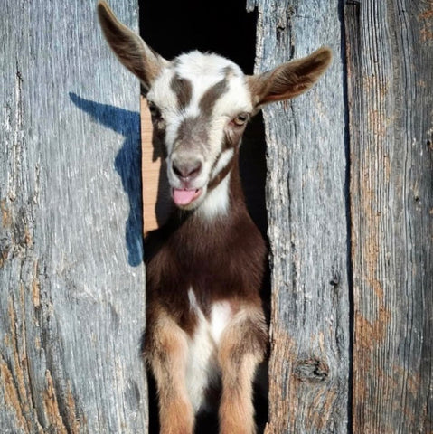 Nigerian Dwarf Goat kid in NC