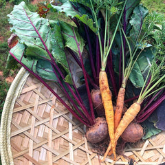 Farm fresh sustainably grown heirloom carrots and beets in North Carolina at BatCrow Farms