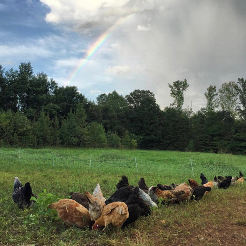 BatCrow Farms sustainable pasture raised laying hens in  Sophia North Carolina