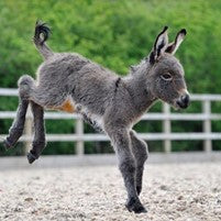 The Wee Donkey