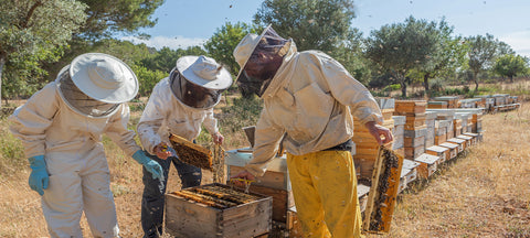 The World Bee Project