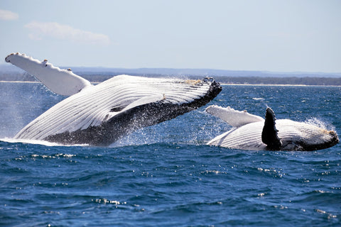 World Oceans Day - 8th June 2021