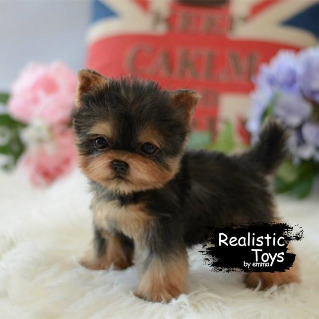 yorkie dog