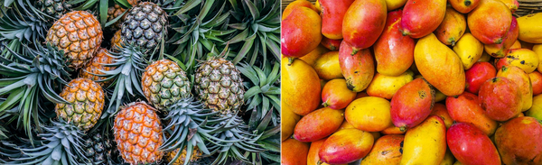 Mangue et Ananas - fruits exotiques très appréciés