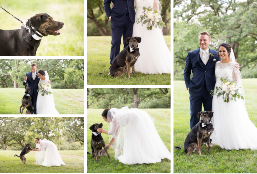 A black and brown dog is included in wedding photos