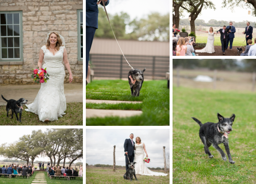 A series of wedding ceremony images with a small black and grey dog included