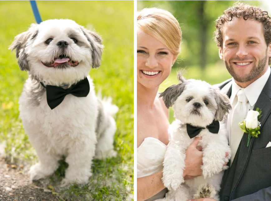 A white and grey dog wears a bowtie in wedding pictures