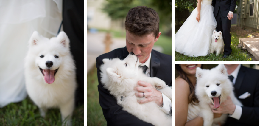 A small white fluffy dog