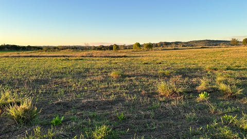 Germinating Winter Cover Crop