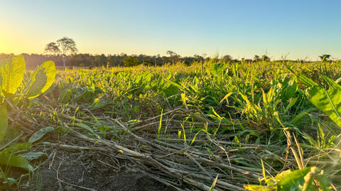 Germinating Cover Crop