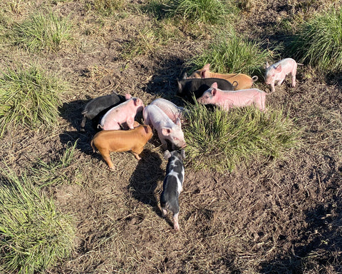 Piglets in the paddock