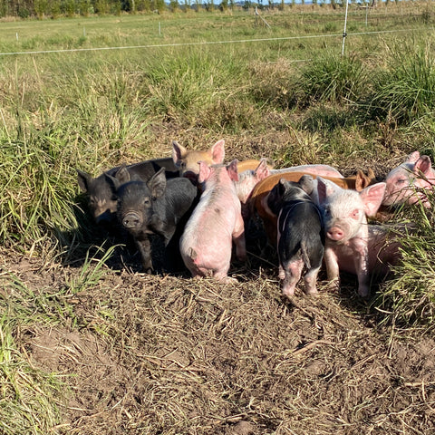 Pasture Raised Piglets in the Paddock