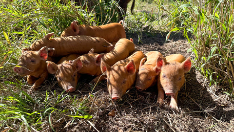 Forage Farms Piglets