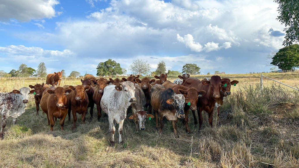 Our herd of Nguni X and Red Angus Heifers