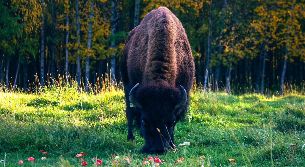 Bison Wiki Alles Rund Ums Bison Bisonguys