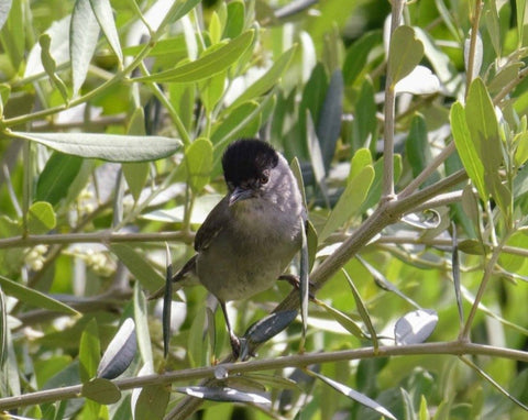 Bird in olive tree