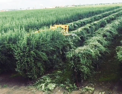 High intensity olive plantation