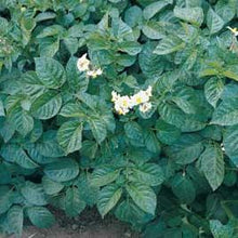 Load image into Gallery viewer, British Queen Seed Potato (2nd E) - 2 kg
