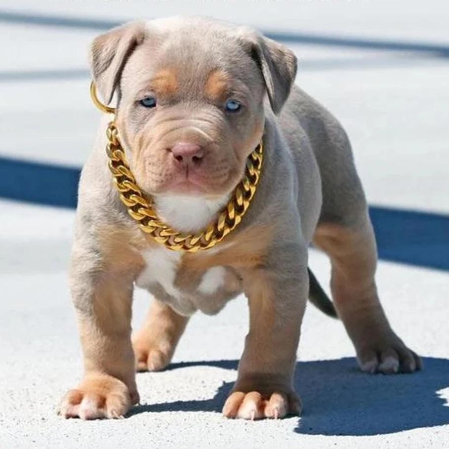 gold chain dog collar