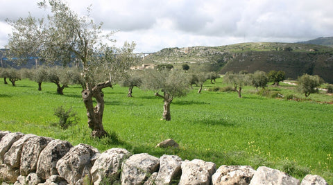 vegetazioni e campagna di Modica in Sicilia