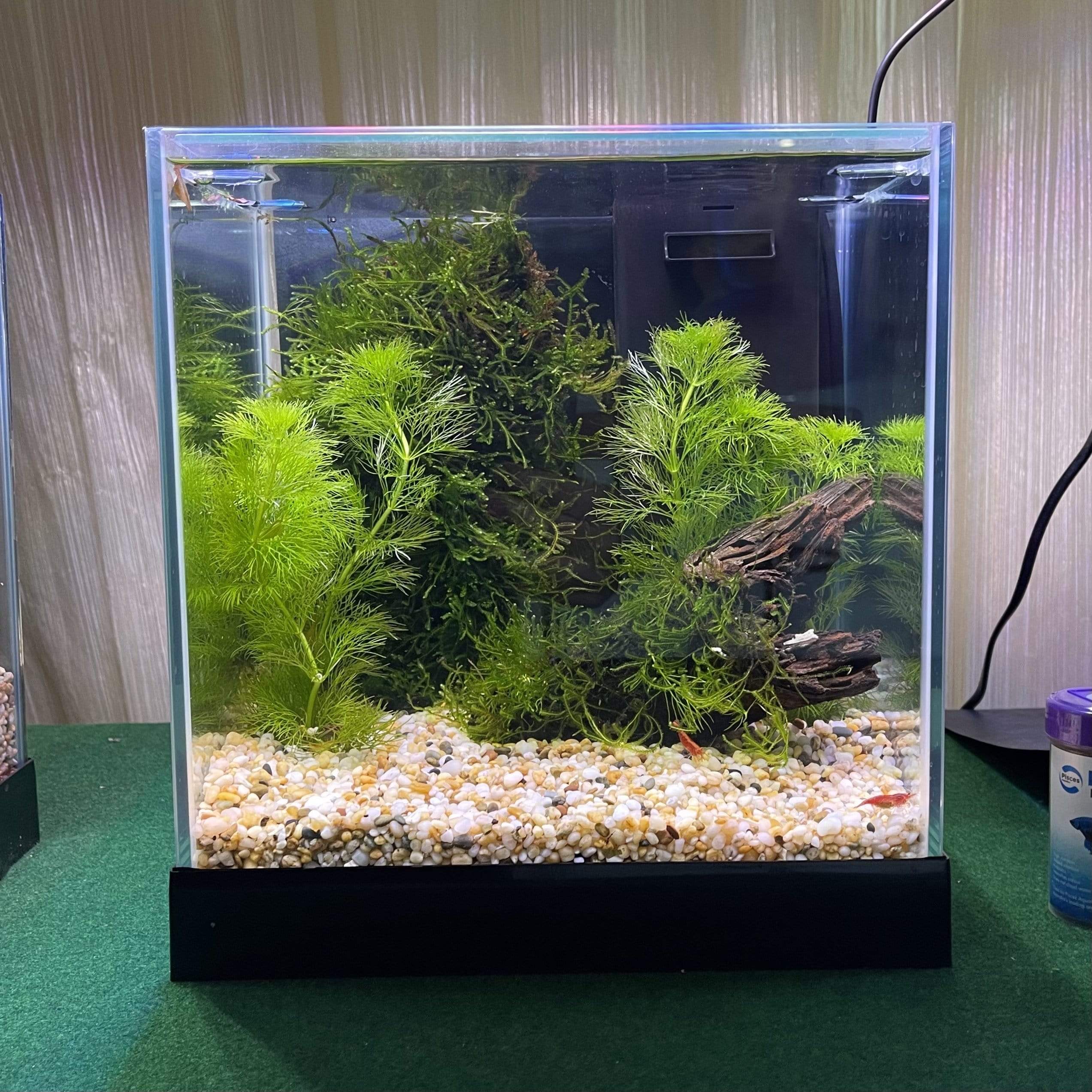 Pisces Aquatics Glass Betta Tank – Scapeshop.com.au