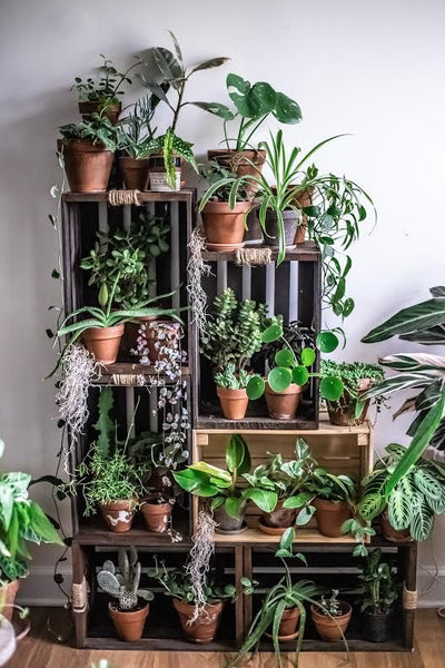 house plants stacked on old crates at home