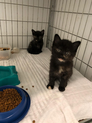 Dois gatos filhotes de pelagem escura dentro de uma gaiola aguardando serem adotados.