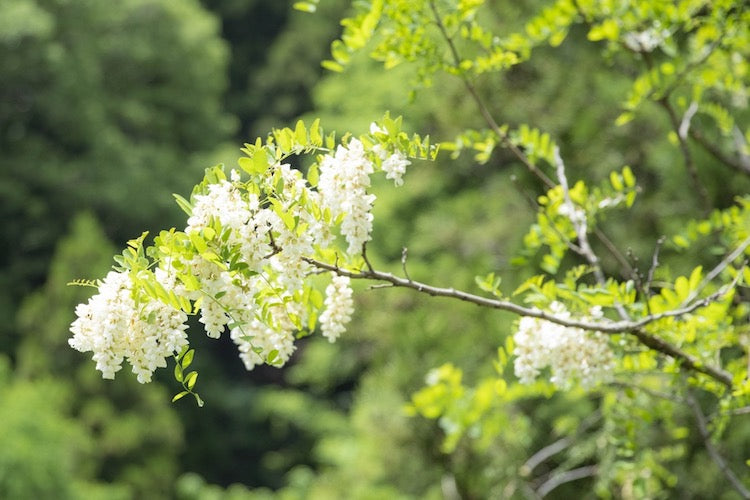 アカシア蜜 – 水谷養蜂園オンラインショップ