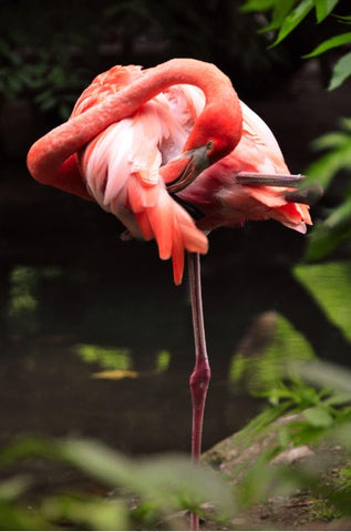 pink-flamingos-villa-invernizzi-milano