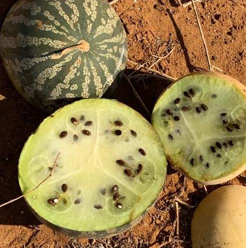 Kalahari melon flesh