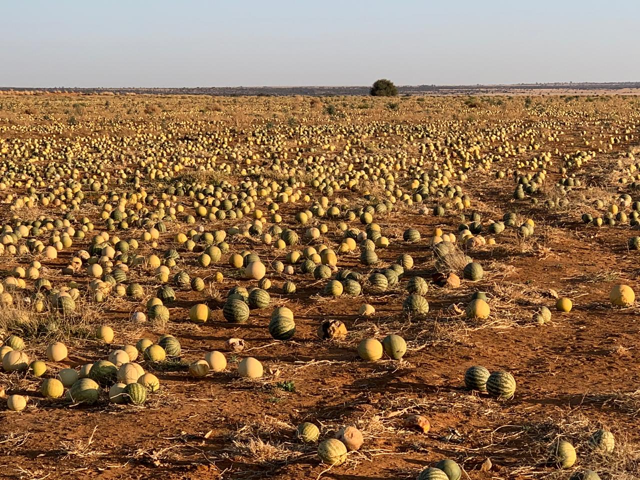 Kalahari melons growing in desert-like conditions