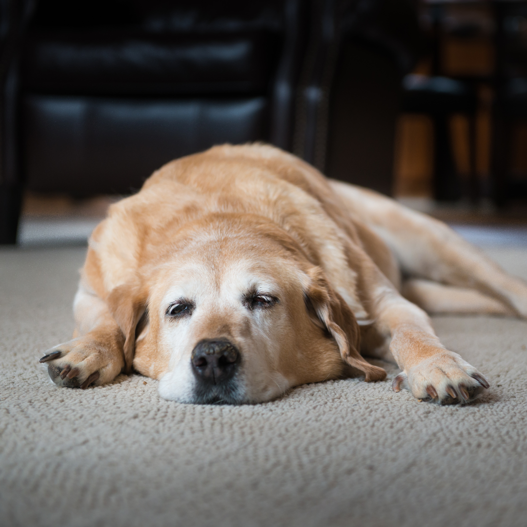 Sad dog in the bedroom