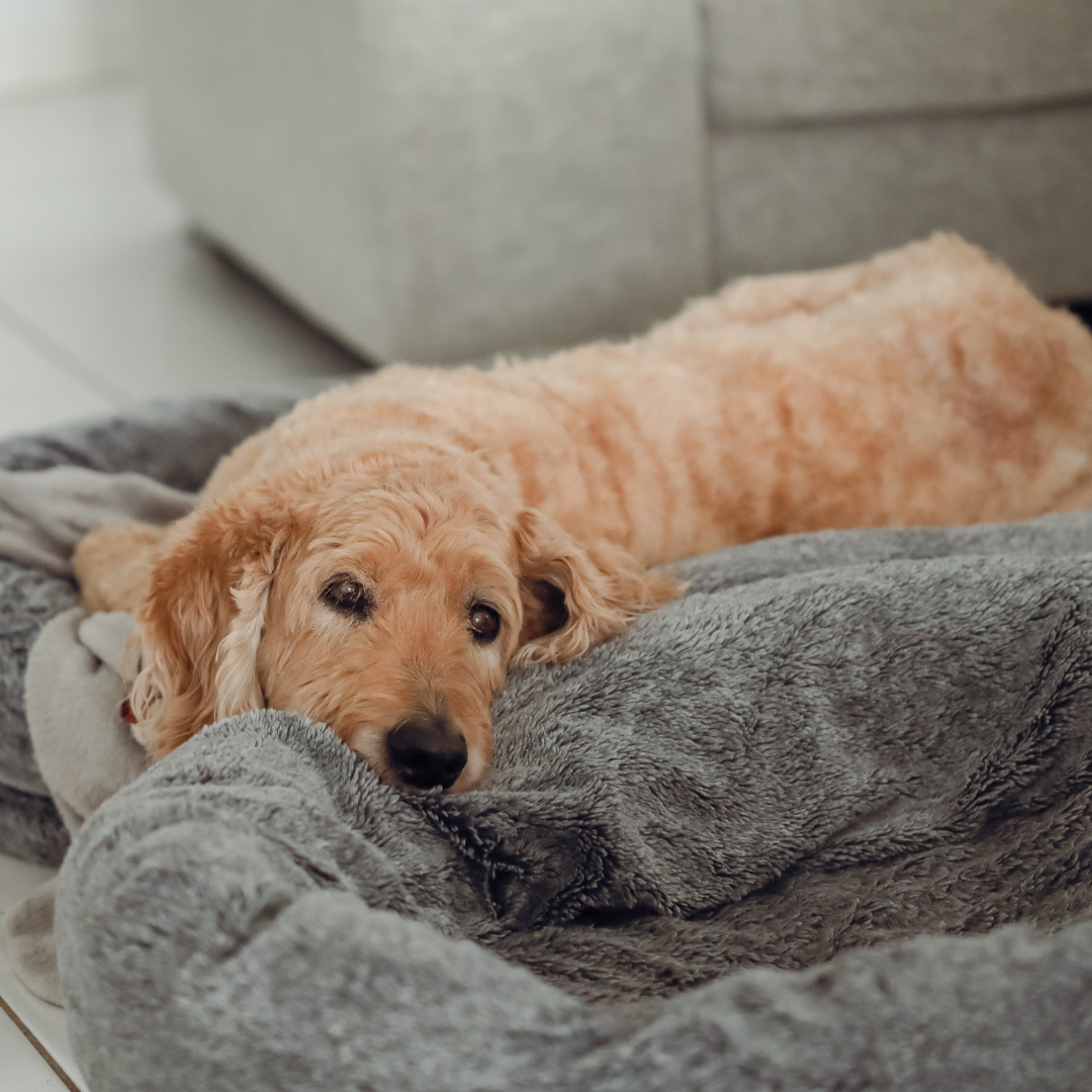 sad dog in a blanket
