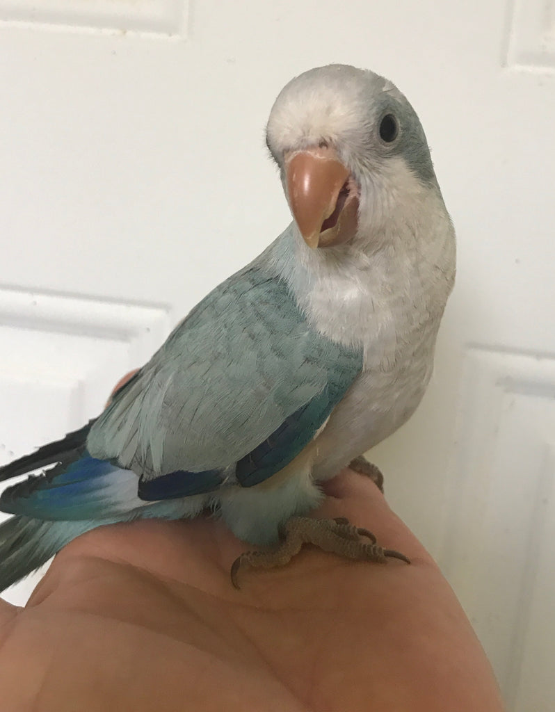 Quaker parrot Pallid Blue | Best Birds Aviary