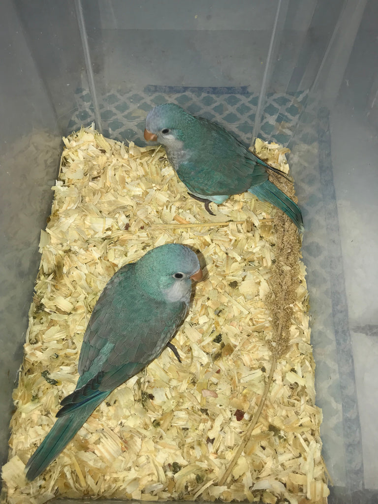 Quaker parrot Blue | Best Birds Aviary