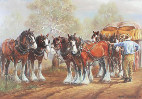 clydesdale for sale australia