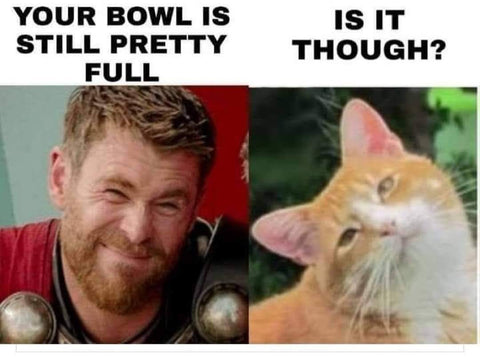 bowl is still pretty full is it though funny ginger cat