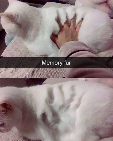 memory fur cat meme fluffy cat