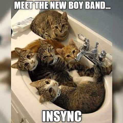 insync cat group new boy band funny