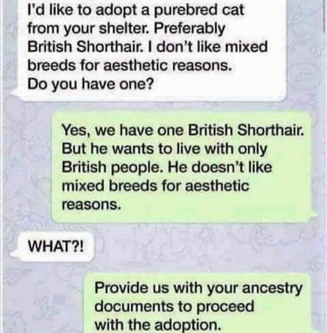 only british cat only british owner